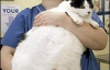 10-килограммовый кот займется фитнесом