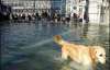 В Венеции началось сильнейшее за 30 лет наводнение