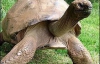 Самой старой черепахе минимум  178 лет