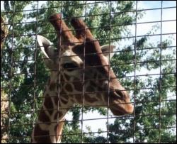 У київському зоопарку помер жираф