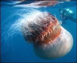 Медуз визнали єдиними безсмертними істотами на Землі