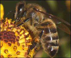 Бджоли можуть розпізнавати обличчя людей