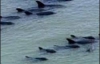 200 дельфинов попытались покончить с собой (ФОТО)