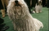 У США проходить найпрестижніша виставка собак (ФОТО)