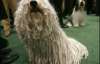 В США проходит самая престижная выставка собак (ФОТО)