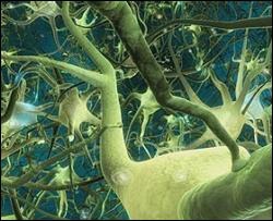 Учені навчилися відновлювати нервові клітини