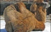 Стражденних верблюдів на російському кордоні вантажать у спецтранспорт