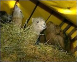 Верблюдів, яких не пускали в Україну, затримали на кордоні Румунії