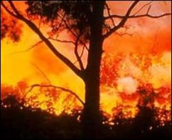 В Австралии в лесных пожарах погибли 200 человек