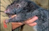 В Китае поймали огромную крысу (ФОТО)