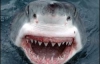 Через фінансову кризу акули стали рідше нападати на людей