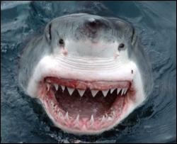 Через фінансову кризу акули стали рідше нападати на людей