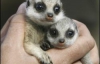 В Сиднее показали малышей-сурикатов (ФОТО)