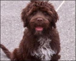 Сімейство Обами визначилося з "першим собакою" Америки