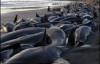 200 китов совершили массовое самоубийство (ФОТО)