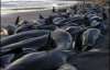 200 китов совершили массовое самоубийство (ФОТО)
