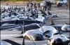 200 китов и дельфинов выбросились на берег