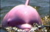 В США нашли розового дельфина (ФОТО, ВИДЕО)
