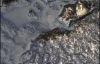 На Одещині у Дунаї виявлена нафтова пляма завдовжки  1,5 км