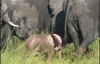  В Африке нашли розового слоненка (ФОТО)