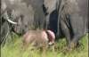 В Африці знайшли рожеве слоненя (ФОТО)