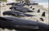 На заході Австралії кити викинулися на берег (ФОТО)