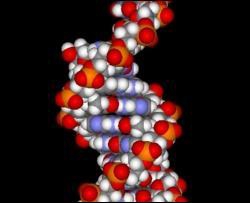 Ученые сравнили ДНК человека и животного - 50% подобия