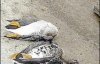 Загинуло більше тисячі диких гусей