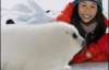 В Канаде спасают тюленей (ФОТО)