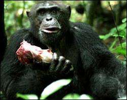 Шимпанзе купують секс з самицею за м&quot;ясо