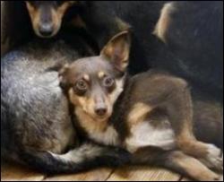 Черновецкий массово травит бездомных животных - защитники животных 