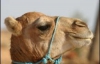 В ОАЭ впервые родились клон верблюда 