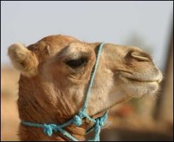 В ОАЕ вперше народився клон верблюда
