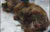 В Макеевке в жилищных массивах сбрасывают труппы собак (ФОТО)