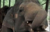 Слон-гомосексуаліст став символом зоопарку (ФОТО)