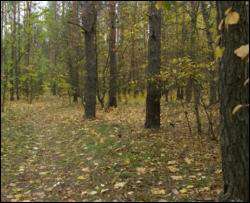 Черновецкий сделает въезд в лес платным