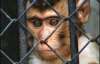 Руководство столичного зоопарка прячет животных от посетителей