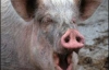 Людина заразила свиню вірусом H1N1