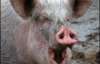 Человек заразил свинью вирусом H1N1