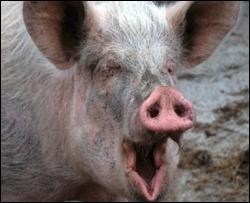 Человек заразил свинью вирусом H1N1