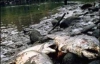 На Черкащині масово вмирає риба