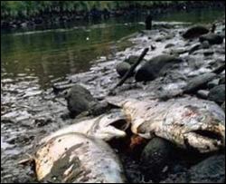 В Черкасской области массово умирает рыба