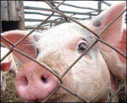 Майже 1000 людей в світі хворі на свинячий грип - ВООЗ