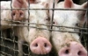 У Європі визнали факт передачі свинячого грипу від людини до людини