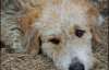 На Миколаївщині жінка пустила собаку сусідів на шашлики