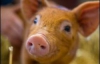 Украинцев просят ограничить контакты со свиньями