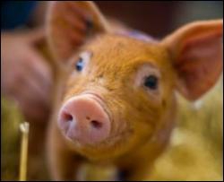 Украинцев просят ограничить контакты со свиньями