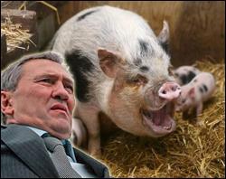 Черновецький скасує референдум, бо в Києві &amp;quot;знайшли&amp;quot; свинячий грип