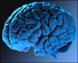 Ученые доказали, что мозг имеет неограниченный потенциал роста 