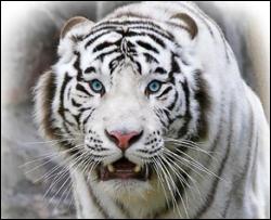 Белый тигр загрыз смотрителя на глазах у гостей парка